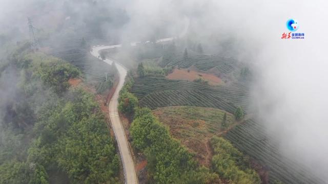 央媒头条推介|在“中国抹茶之都” 看“世界抹茶超级工厂”如何生产