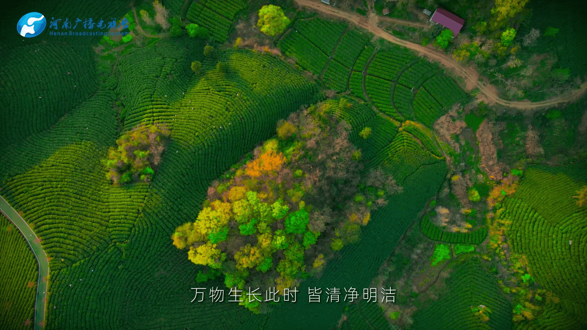 清明｜在春茶中感知故乡温度-图片2