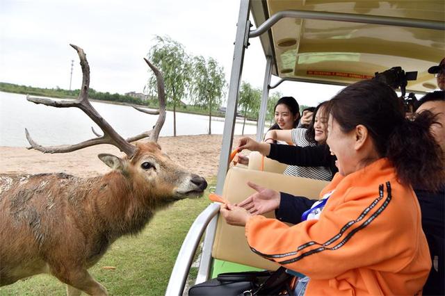 走进盐城黄海湿地,体验生物多样性之美-图片8