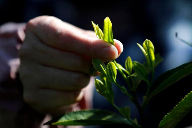 全球连线丨匠心记:祁门红茶 祁红特绝群芳最-图片6