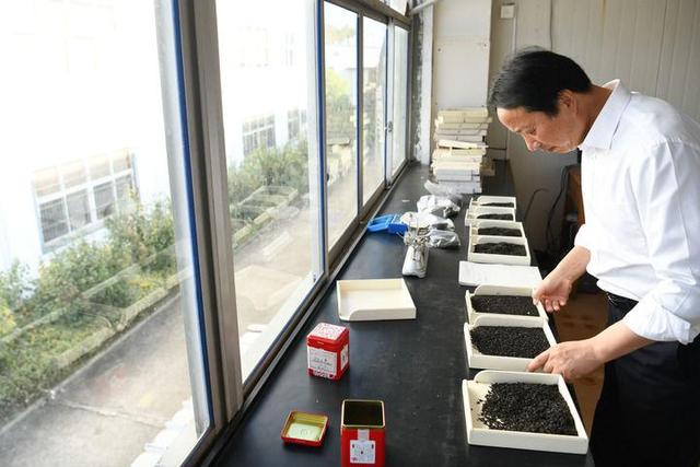 全球连线丨匠心记:祁门红茶 祁红特绝群芳最-图片11