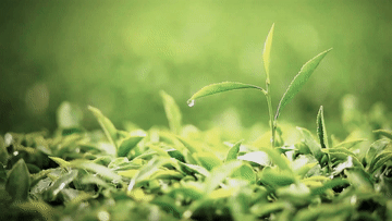 全球连线丨匠心记:祁门红茶 祁红特绝群芳最-图片16