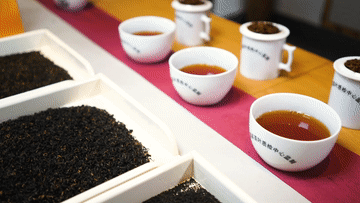 全球连线丨匠心记:祁门红茶 祁红特绝群芳最-图片15