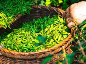 中国茶六大基本茶类