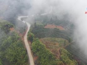 央媒头条推介|在“中国抹茶之都” 看“世界抹茶超级工厂”如何生产